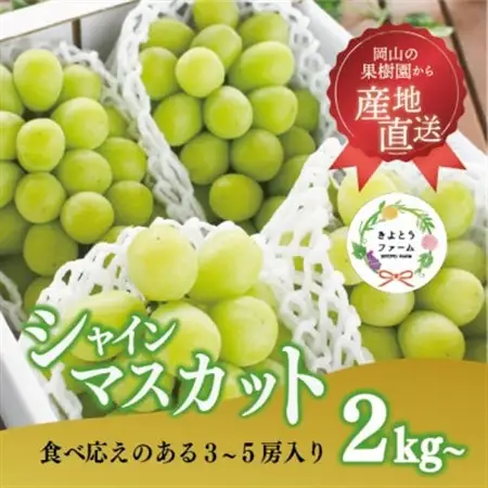 シャインマスカット 3-5房/計2kg～ (岡山県産) 果樹園こだわりの「きよとう」シャイン!【配送不可地域：離島】【1548980】