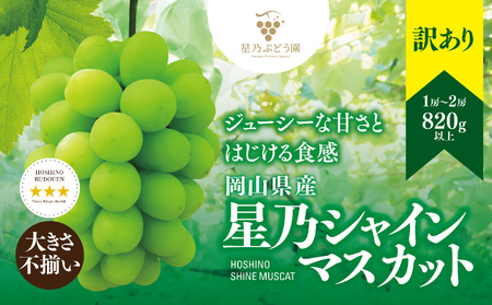 先行受付【訳あり】星乃シャインマスカット 820g 1房～2房【配送不可地域：離島・北海道・沖縄県】【1554824】