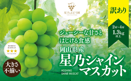 先行受付【訳あり】星乃シャインマスカット 1.3kg 2房～4房【配送不可地域：離島・北海道・沖縄県】【1554831】