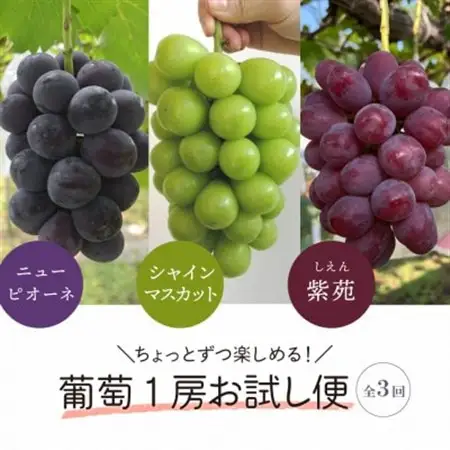 【発送月固定定期便】1房お試し定期便! ピオーネ・シャインマスカット・紫苑 (岡山県産)全3回【配送不可地域：離島】【4061983】
