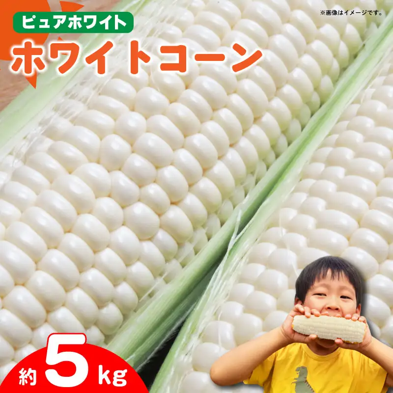 とうもろこし ホワイトコーン スイートコーン 約5kg 