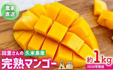 マンゴー【2026年発送】農家直送！田里さんの久米島産完熟マンゴー A品 約1kg フルーツ 果物