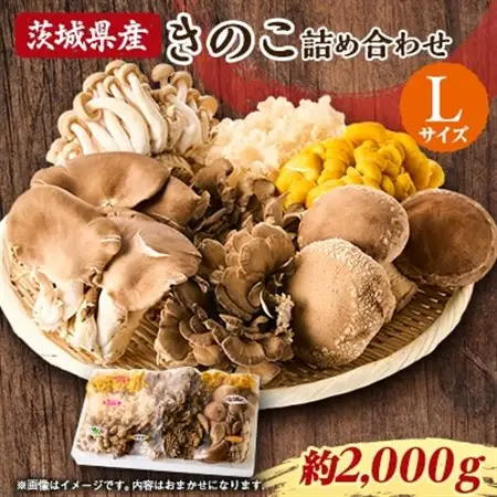 茨城県城里町産 きのこの詰め合わせ Lサイズ 約2kg_野菜  きのこ _【配送不可地域：離島・沖縄県】【1593969】