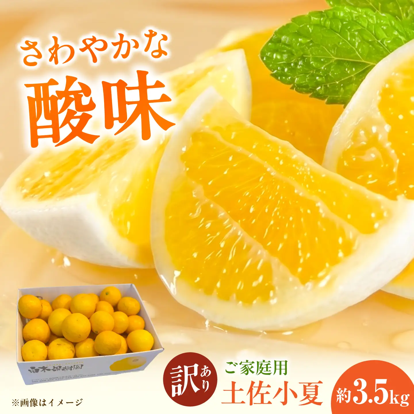 【先行予約】＜白木果樹園＞ 土佐小夏 訳ありご家庭用 約3.5kg 3.5キロ〈2026年5月下旬?6月下旬頃発送〉  / こなつ 柑橘 かんきつ 柑橘類 フルーツ 日向夏 ニューサマーオレンジ 西内小夏 果物【白木果樹園】 [BQAI033]