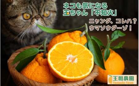  不知火 旨時 体に優しい玉ちゃん しらぬい 約 5kg / デコポン 訳あり 家庭用 高級 甘い 和歌山 有田 柑橘 ※3月上旬～4月に順次発送予定 【tmd010-p-5】