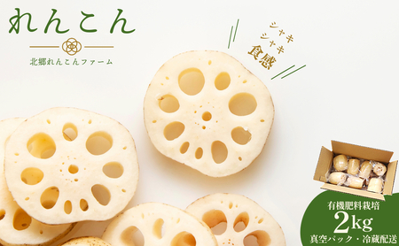 【テレビでも話題】千葉県神崎町産れんこん 2kg  有機肥料栽培の甘みとシャキシャキ食感（真空パック・冷蔵配送）（※4月～8月は出荷不可）