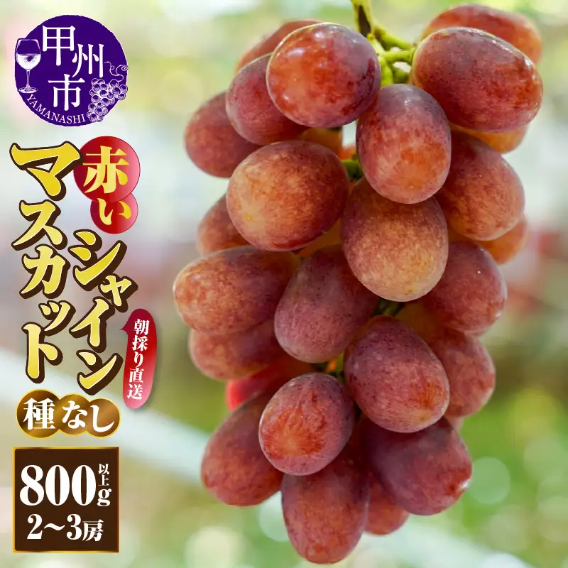 赤いシャインマスカット（種無し）800g以上【2～3房】朝採り直送（クイーンマスカット・サンシャインレッド・紅シャイン2号）【2026年発送】（AF）B13-450 クイーンマスカット サンシャインレッド 紅シャイン2号 フルーツ