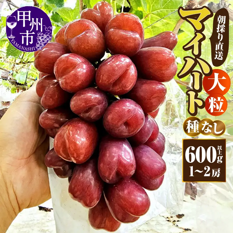 【朝採り直送】大粒マイハート（種無し）600g以上（1～2房） 【2026年発送】（AF）B11-450 マイハート ぶどう フルーツ