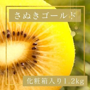 さぬきゴールド キウイフルーツ 1.2kg化粧箱入り【予約受付中！令和8年10月中旬頃より発送！】【A-113】