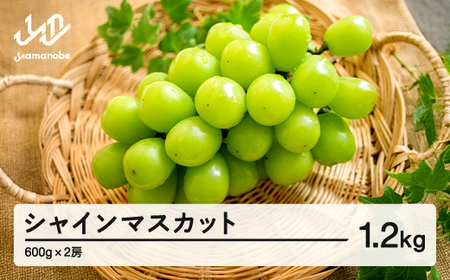【先行予約】ぶどう シャインマスカット 秀品 2房(約600g×2) 令和八年産 2026年産 山形県産 果物 送料無料 ns-busmx1200 ※沖縄・離島への配送不可
