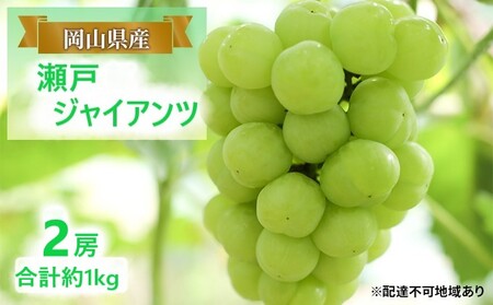 ぶどう 【2026年 早期受付】 瀬戸ジャイアンツ 2房 合計約1kg