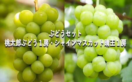 ぶどう 【2026年 早期受付】 ぶどうセット  桃太郎ぶどう 1房 ・ シャインマスカット 晴王 1房（合計約1kg）