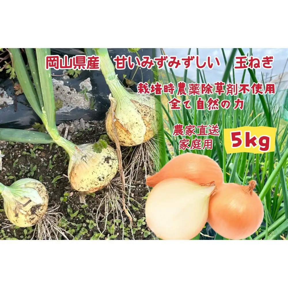 甘すぎ新鮮岡山市産 玉ねぎ5kg 減化学肥料 家庭用 タマネギ 生食 健康 野菜 食品 栽培期間中農薬・除草剤不使用全て自然の力健康野菜 訳あり(サイズ混合)