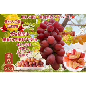 ぶどう 2026年  マイハート 秀品 粒だけ 約2kg  家庭用 ギフト 農林大臣賞2回受賞  贈答用 贈り物 岡山 果物 フルーツ  採りたて発送 農家直送 数量限定 新鮮 8月中旬から発送