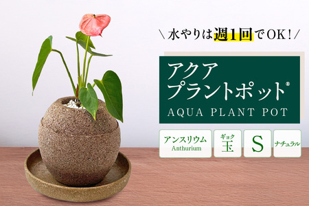 アクアプラントポット®　玉Ｓ 植木鉢　アンスリウム（2087）
