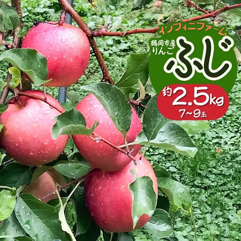 【令和8年産先行予約】鶴岡市産りんご ふじ 約2.5kg（7～9玉）　インフィニファーム　K-828　　| リンゴ 林檎 フルーツ 果物 くだもの ふじ 旬 人気 美味しい 季節限定 山形県 鶴岡市 返礼品