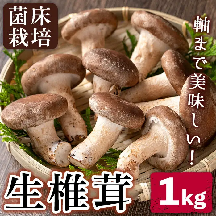 n327 生 椎茸 1kg 菌床栽培  国産 種子島 しいたけ 【えいぜっと】