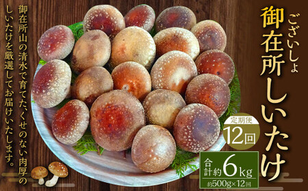 【12回定期便】御在所肉厚生しいたけ 計約6kg 1回あたり約500g（計12回） 生しいたけ しいたけ 椎茸 シイタケ 肉厚 山菜 お取り寄せ 冷蔵
