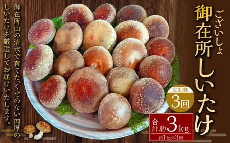 【3回定期便】御在所肉厚生しいたけ 計約3kg 1回あたり約1kg（計3回） 生しいたけ しいたけ 椎茸 シイタケ 肉厚 山菜 お取り寄せ 冷蔵