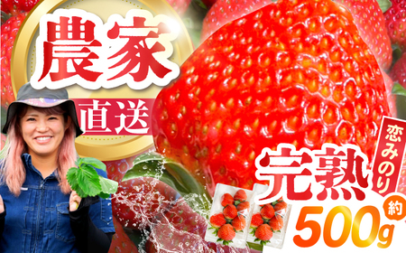 【2027年1月-発送】南島原産 いちご 「恋みのり」約250g×2P / イチゴ 苺 フルーツ 果物 / 南島原市 / あゆみfarm[SFF006]