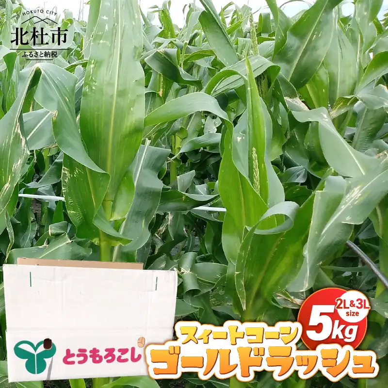 【2026年先行予約】スィートコーン・ゴールドラッシュ 2L&3L [h331]