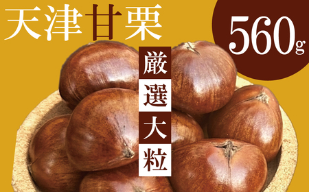 この道50年の職人が焼く、やさしい甘みたっぷりの「厳選大粒」天津甘栗560g！ 焼きたて 栗 くり 栗爪 殻付き お菓子 おつまみ 人気 高リピート 小分け 栗ご飯 栗きんとん 甘露煮 H045-089