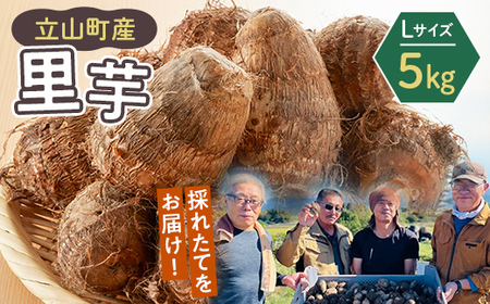 【2025年予約】立山町産里芋 Ｌサイズ 5kg さといも 里いも 芋 いも 野菜 根菜 立山町 F6T-726