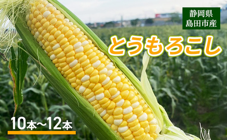 【2026年6月上旬より順次発送】静岡県島田市産 とうもろこし 10本～12本【配送不可：北海道・沖縄・離島】