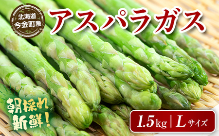朝採れ新鮮アスパラ 1.5kg（Lサイズ） (2026年3月下旬~6月中旬または2026年7月上旬~9月上旬頃発送) 野菜 秀品 北海道産 バーベキュー BBQ キャンプ 旬野菜 アスパラガス 栄養満点 冷蔵発送 F21W-455