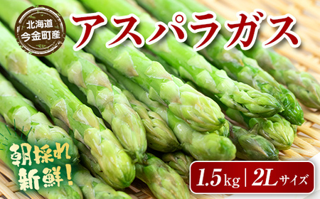 朝採れ新鮮アスパラ 1.5kg（2Lサイズ） (2026年3月下旬~6月中旬または2026年7月上旬~9月上旬頃発送)  野菜 秀品 北海道産 バーベキュー BBQ キャンプ 旬野菜 アスパラガス 栄養満点 冷蔵発送 F21W-456