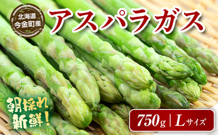 朝採れ新鮮アスパラ 750g （Lサイズ） (2026年3月下旬~6月中旬または2026年7月上旬~9月上旬頃発送) 野菜 秀品 北海道産 バーベキュー BBQ キャンプ 旬野菜 アスパラガス 栄養満点 冷蔵発送 F21W-458