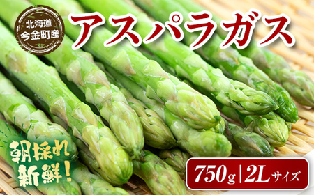【先行予約】朝採れ新鮮アスパラ 750g （2Lサイズ） (2026年3月下旬~6月中旬または2026年7月上旬~9月上旬頃発送) 野菜 秀品 北海道産 バーベキュー BBQ キャンプ 旬野菜 アスパラガス 栄養満点 冷蔵発送 F21W-459