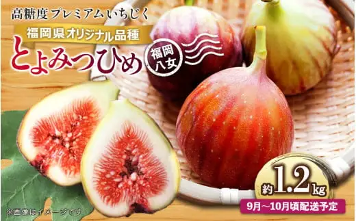 【先行受付】【2026年9月～10月頃順次発送】福岡県オリジナル品種 高糖度プレミアムいちじく 「とよみつひめ」約1.2kg 072-195