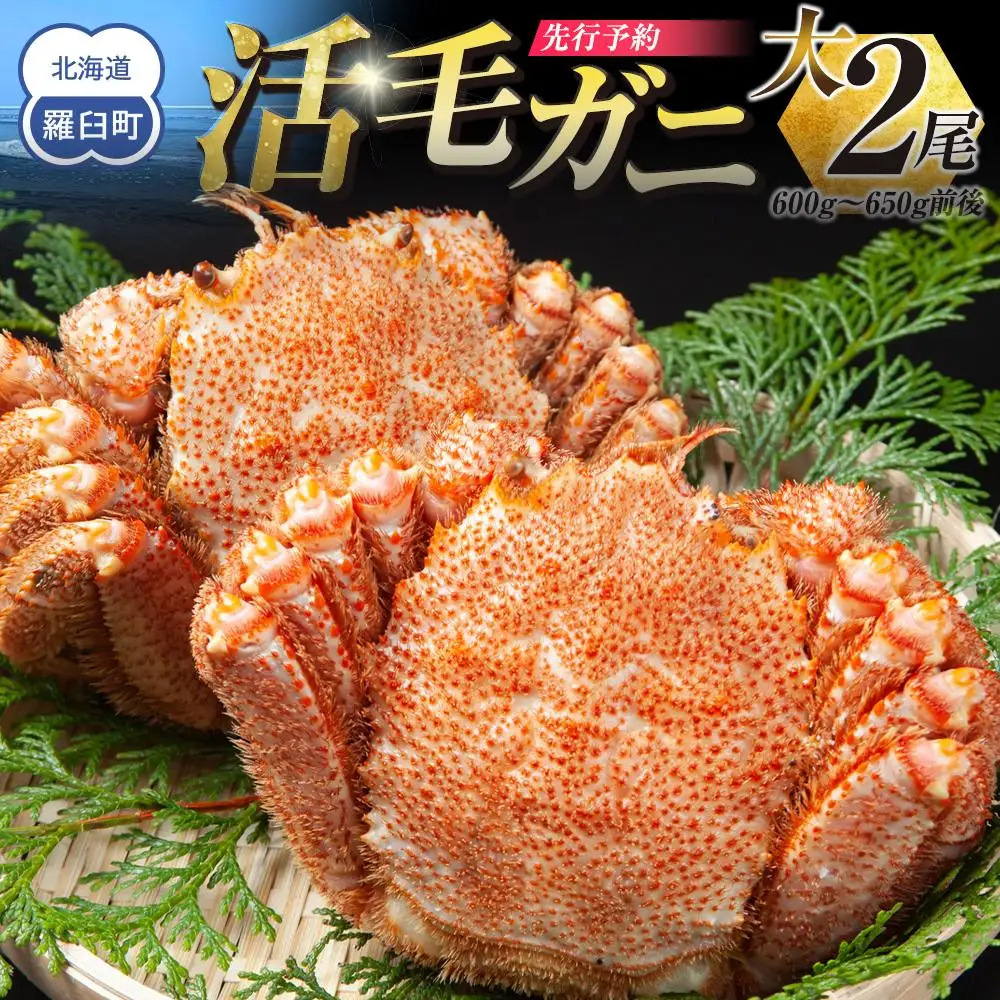 【先行予約/2026年4月発送開始】活毛ガニ　大２尾（600g～650g前後）｜毛ガニ　羅臼