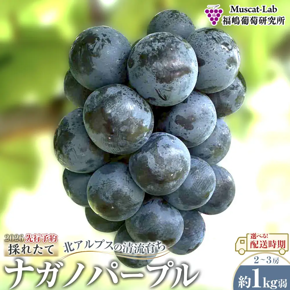 ナガノパープル 【先行予約】2026 ナガノパープル 2房～3房 約1kg弱 長野県産  【2026年9月下旬頃～順次発送予定】国際特許有機肥料栽培