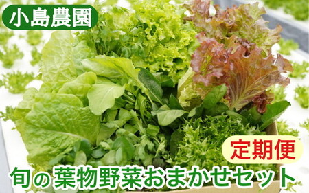 【6回定期便】旬の葉物野菜おまかせセット 小島農園 野菜