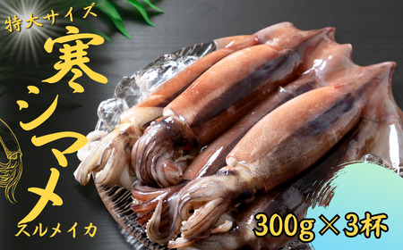 【朝どれ寒シマメ特大サイズ 丸ごと3杯セット】300g×3杯 いか イカ スルメイカ 朝どれ寒シマメ