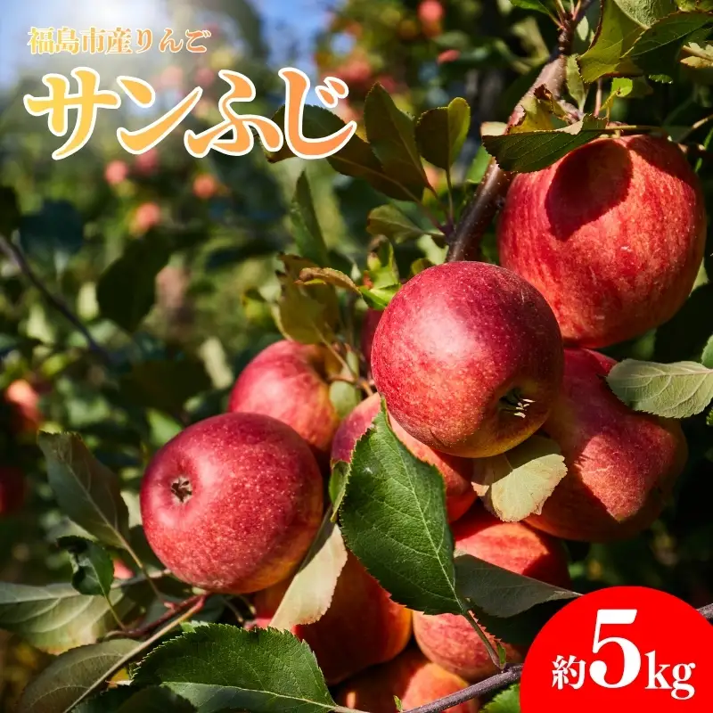 No.0215 りんご「サンふじ」　約5kg【2026年度発送】