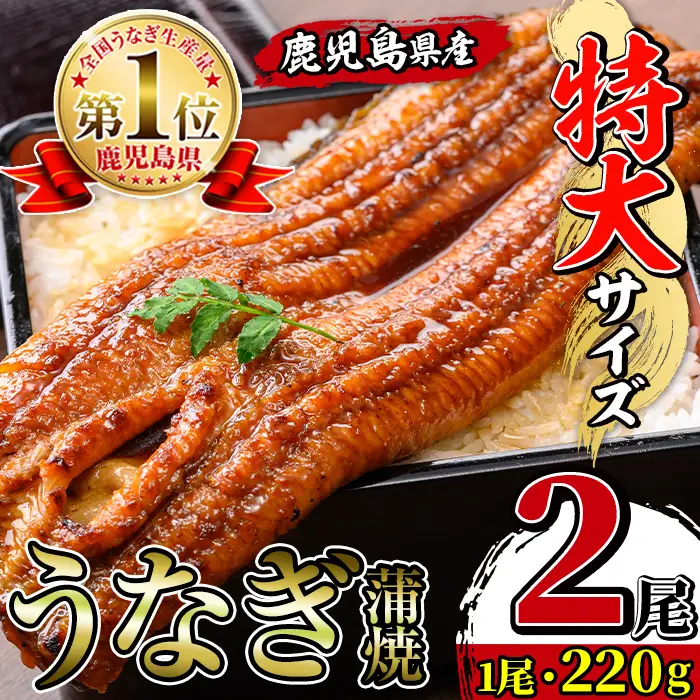 鹿児島県産 うなぎ蒲焼 特大 サイズ 2尾 （約220g×2・計約440g） 【薩摩川内鰻】 i1078-A