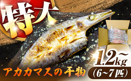 干物 特大 アカカマス 開き 1.2kg 以上 [JAQ026] カマス