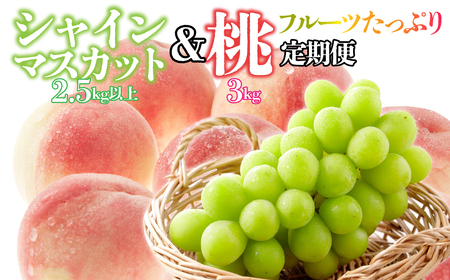【フルーツたっぷり定期便】桃 約3kg(7～12玉)×シャインマスカット2.5g以上(3～6房) 126-026 | 詰合せ フルーツ シャインマスカット 定期便 フルーツセット 桃 山梨 シャイン もも 果物