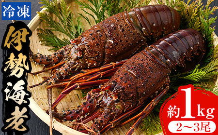 msm-013 《先行予約受付中！2025年9月初旬より順次発送予定》伊勢海老 約1kg(2~3尾)【鹿児島県漁業協同組合三島村支所】三島村 伊勢海老 えび エビ 海老  魚介 味噌汁 網焼き 冷凍