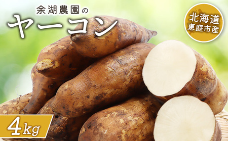 【先行予約】【北海道恵庭市産】余湖農園のヤーコン4kg【31001402】