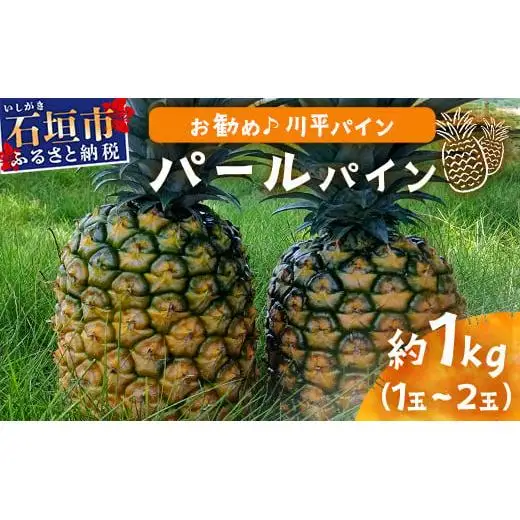 パイナップル 【先行予約】パールパイン1ｋｇ（1～2玉）　KN-2