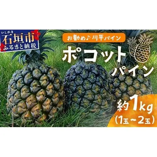 【先行予約】ポコットパイン1ｋｇ（1～2玉）　KN-3
