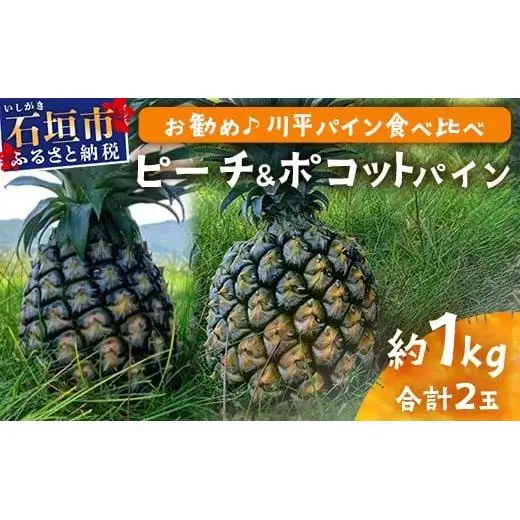 【先行予約】ピーチ＆ポコットパイン食べ比べ 1ｋｇ（計２玉）お勧め♪川平パイン《2026年5月～10月頃順次発送》KN-5