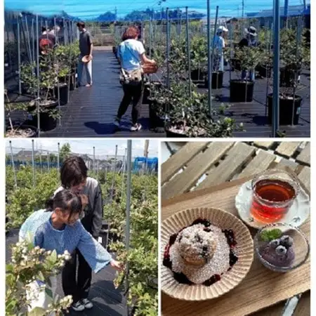ブルーベリーの旅!摘み＆スイーツ体験(ペア)チケット_旅行券・チケット  体験チケット _【1588063】