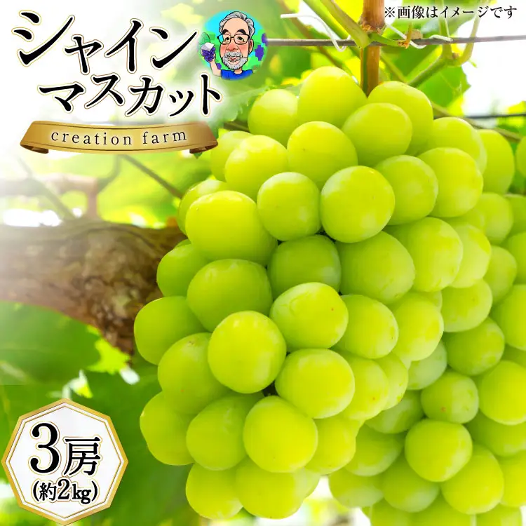 【2026年発送】 シャインマスカット 予約 高級 3房 約2kg [Creation farm 山梨県 韮崎市 20743003]