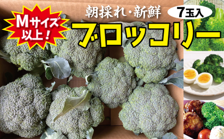 【先行予約】 新鮮 朝採れブロッコリー Mサイズ以上7玉 野菜 ブロッコリー 朝採り 朝採れ 朝どれ サラダ 食品