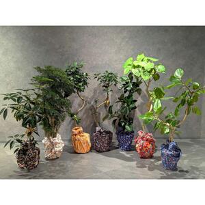 【3本セット】国内産 亜熱帯観葉植物 人気のフィカス・ウンベラータなど 8号 丸鉢 沖縄柄飾り布つき